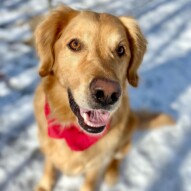 Runs with Rover have another new pack member to introduce! This is Kona the Golden Retriever. He loved his first walk with us and has great recall I now walk three Konas and they all walk together #runswithrover #dogwalking #yycdogs #calgarydogs #dogsofinstagram #packwalk #packwalks #dogwalker #yycdogwalker  #happydogs #goldenretriever #goldenretrieversofinstagram
