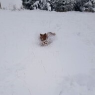 Dutch and sarge ripping through snow higher then them!