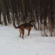 Samson enjoying the snow