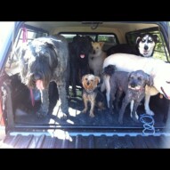 Post walk. They're all nice and tired