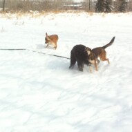 Molly, Annie & Samson