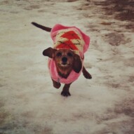 Welcome back to the pack after surgery Lolo! We all missed her & were happy to have her back.