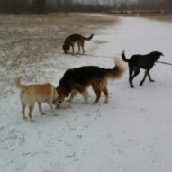 Jazz, Fred, Piper and Samson
