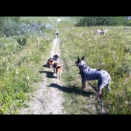 Sophie, Cooper and Sarge