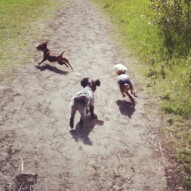 Action shot. Lolo, Ruby and Sophie