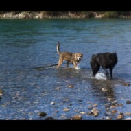 Samson and Annie