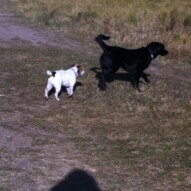 Ellie & Buddy