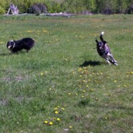 Action shot. Best friends, Storm & Piper
