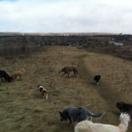 Afternoon pack