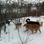 Afternoon pack, enjoying the snow.