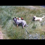Sarge, Cooper and Jazz