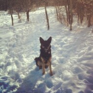 Teela practicing her 'sit, stays'. What a good girl!