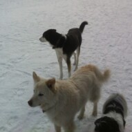 Meka, Kia and Ace