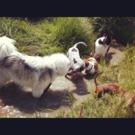 Kona, Sarge, Cooper, Storm and Lolo