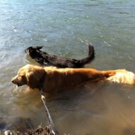 Stanley and Teela, off for a swim