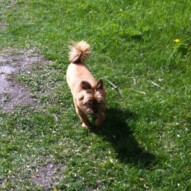 Oliver