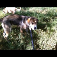 Samson's first pack walk
