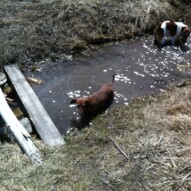 Lolo and Cooper cooling off in the creek.