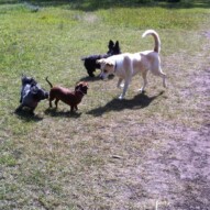 Duke, Jazz, Lolo and Sophie