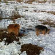 Oliver and Ruby