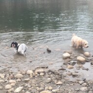 Ace & Sydney #calgarydogwalks #packwalksyyc #dogwalkerincalgary