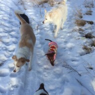 Jazz, Kia and Lolo #packwalksinyyc #calgarydogwalks #dogwalkerincalgary
