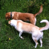 Jazz & Molly