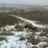 Gracie, Abby, Piper and Sarge