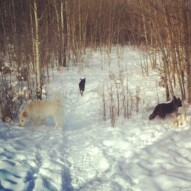 Kia, Buddy and Teela
