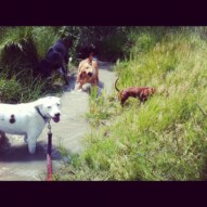 Finn stopping to pose for the camera. Piper, Molly and Lolo in the background
