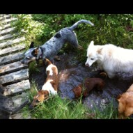 Cooling off in the creek