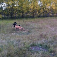 Action shot: Dolly & Teela