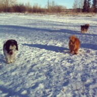 Ace, Oliver and Ruby