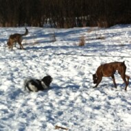 Samson, Ace and Shea