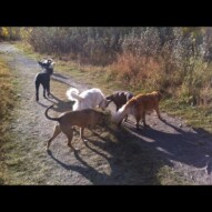Morning pack walk