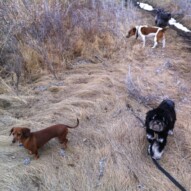 Lolo, Jax, Cooper and Sophie.