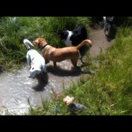 Storm, miss Molly, Finn and Molly