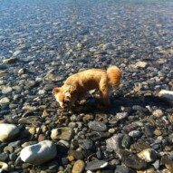 Oliver, cooling off in the river.