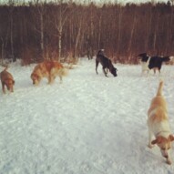 Molly, Dory, Piper, Storm and Jazz