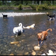 Buddy, Meka, Jazz, Kia and Molly