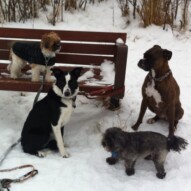 Mattie, Ella, Sophie and Shea all practicing their sit, stays.