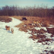 Morning pack