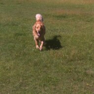 Charlie practicing recall
