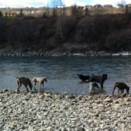 Fun times playing in the river.