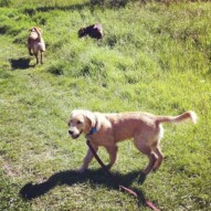 Welcome to Runs with Rover, Guinness!