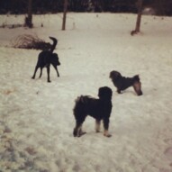 Buddy and his little pals, Sophie & Jax.