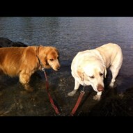Stanley & Samson