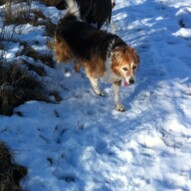 Fred enjoying the snow
