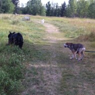 Samson chasing Rocco