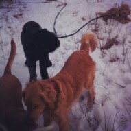 Molly, Charlie, Annie and Abby